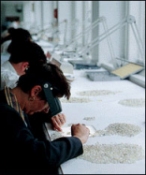 Diamond Trading Company (DTC)